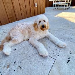 Goldendoodle and Poodle All Grown Up from Rainbow Poodles and Doodles of Oklahoma