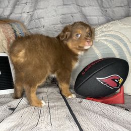 CARDINAL - Red tri male Miniature Australian Shepherd puppy in Peoria, Arizona from B My Sunshines Mini Aussies