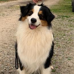 Rocky - Australian Shepherd