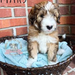 Aussiedoodle Puppies from Ridgeline Doodles