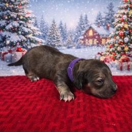 Noel - Cream female Dachshund puppy in Pryor, Oklahoma from Mighty Paws Manor