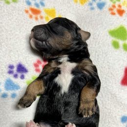 Goldendoodle and Poodle Puppies from SnickerDoodlePups