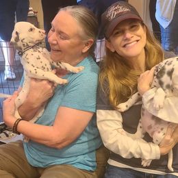 Dalmatian Puppies from 5 Alarm LUA Dalmatians