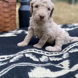 Poppy - Caramel female Labradoodle puppy in Toledo, Washington from Bigfoot Doodles