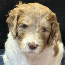 Barbsy - female Newfypoo puppy in San Antonio, Texas from Mammoth Doodles
