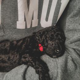 Poodle Puppies from Huckleberry Standard Poodles