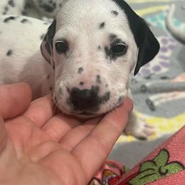 Snickers - White and black female Dalmatian puppy in Austin, Texas from Dazzling Dalz