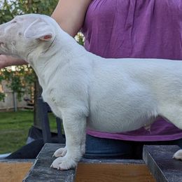 Doberman Pinschers and Miniature Bull Terriers from Protea Kennel