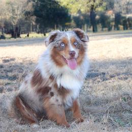 Frankie - Miniature Australian Shepherd