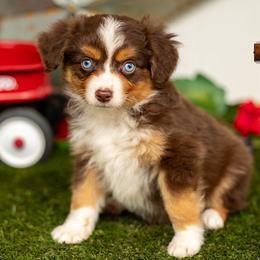 Wren - Red tri female Toy Australian Shepherd puppy in Granbury, Texas from Best Little Aussies
