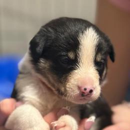 Red - Black and white female Border Collie puppy in Tallmadge, Ohio from Premier Dobermans