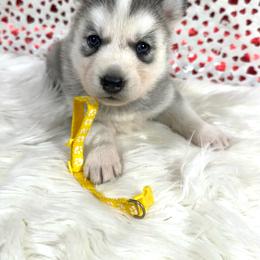 Adina - Gray and white female Siberian Husky puppy in Collins, Iowa from Homegrown Huskies