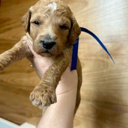 St. Jude - Apricot male Goldendoodle puppy in Denison, Iowa from Violet View Iowa Goldendoodles