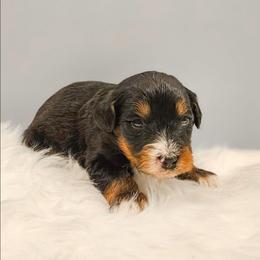 Oaken - Red male Bernedoodle puppy in Russell Springs, Kentucky from 270 Doodles