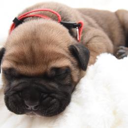 Baron - Fawn male Bullmastiff puppy in Chickasha, Oklahoma from Rustic Lace