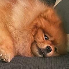 Pomeranians from M&M Pom