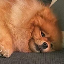 Pomeranians from M&M Pom