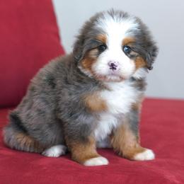Valravn - Blue merle male Bernedoodle puppy in Dundee, Ohio from Down Home Doodle