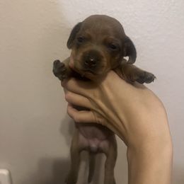 Meg - Blue and tan female Dachshund puppy in Conroe, Texas from R&K Dachshunds