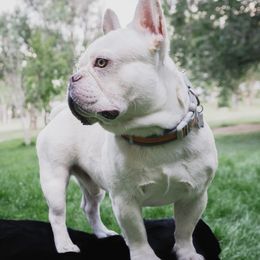Denali - French Bulldog