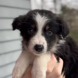 Bennett - Boy 1 - Black tri male Miniature Australian Shepherd puppy in Murfreesboro, Tennessee from Norby's Mini Aussies