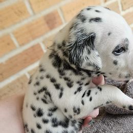 Dalmatians from Spoiledrottendals