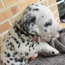 Dalmatians from Spoiledrottendals