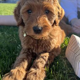 "Rosie, my newest baby and future mini goldendoodle mother, from the Spring ‘23 litter" Goldendoodle and Poodle Puppies from Red Mountain Minis