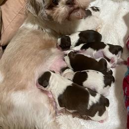 Shih Tzus from Golden Goddess Shih Tzu's