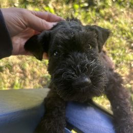 Kerry Blue Terrier Puppies from Eirebear Kerry Blue Terriers