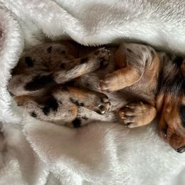 Jacques - Dapple Dachshund puppy in Sacramento, California from Freckled Weenies of Sacramento