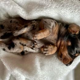 Jacques - Dapple Dachshund puppy in Sacramento, California from Freckled Weenies of Sacramento