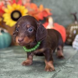 Jasper - Chocolate and tan male Dachshund puppy in Lincoln, Arkansas from Red Dirt Dachshunds