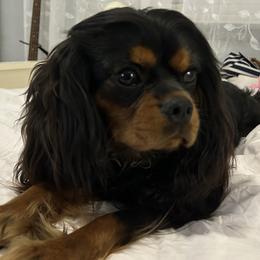 Copper - Cavalier King Charles Spaniel