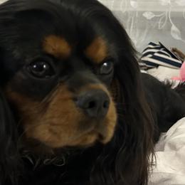Copper - Cavalier King Charles Spaniel