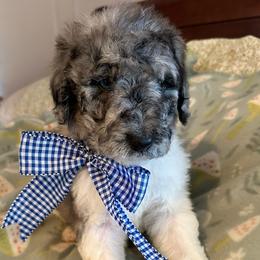Tater - Merle male Labradoodle puppy in Greensboro, Georgia from B’s Doodles