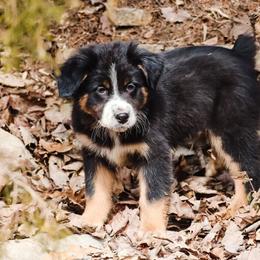 Elfie - Black tri-color male Australian Shepherd puppy in Silex, Missouri from Small Town Australian Shepherds