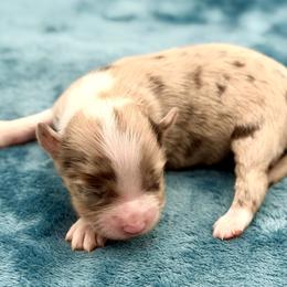 Sloane - Red merle female Miniature American Shepherd puppy in Damascus, Oregon from Rebel Soul Minis