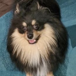 Pomeranians from Angelic Precious Pomeranians