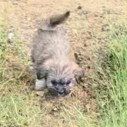 Kip - Brindle male Lhasa Apso puppy in Fort Worth, Texas from Cynthia's Lhasa Apsos