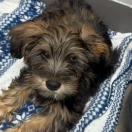 Yorkipoos from Little Creek Yorkiepoos