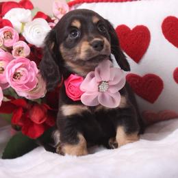Blackberry - Black and cream female Dachshund puppy in Woodbine, Georgia from Walker's Minidachs