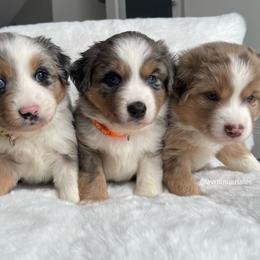 Miniature Australian Shepherd Puppies from AV Mini Aussies