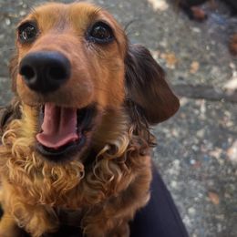 Roxy - Dachshund
