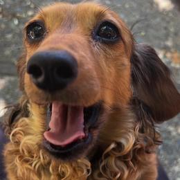 Roxy - Dachshund