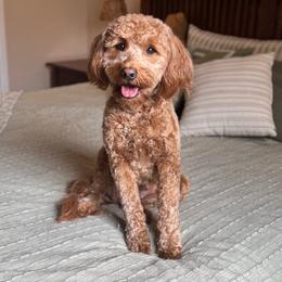 Boomer - Goldendoodle
