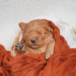 Baxter - Dark golden male Golden Retriever puppy in Holmesville, Ohio from Lórien Retrievers