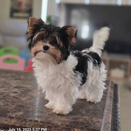 Biewer Terrier, Labrador Retriever, and Yorkshire Terrier Puppies from Granny's yorkshire Terrier Modesto California