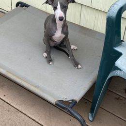 Boy 1-Blue - Blue male Italian Greyhound puppy in Portland, Oregon from Khani's Basenjis and Italian Greyhounds