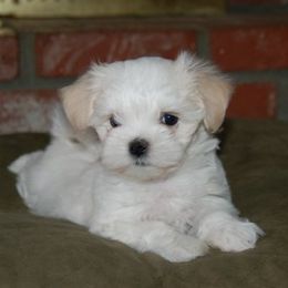 Maltese from RagTak Maltese